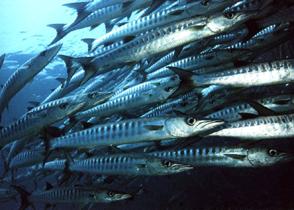 barracuda's bij Sepidan