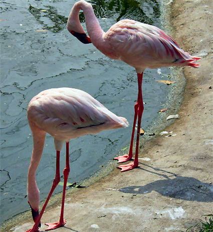 Pink Flamingo's....