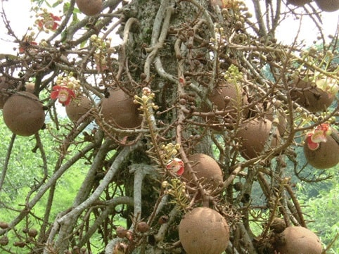 De "canon balls" groeien langs de stam.