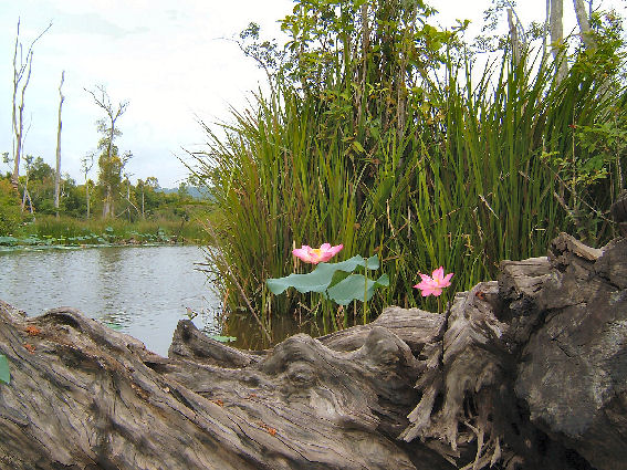 Lake Chini met lotussen