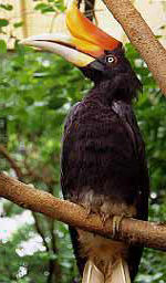 Hornbill of Sarawak