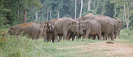 elephants in Ulu Muda