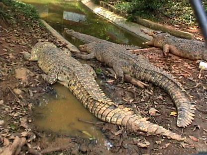 Krokodillenboerderij
