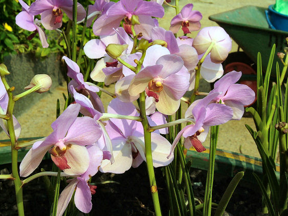 De orchideeën-tuin