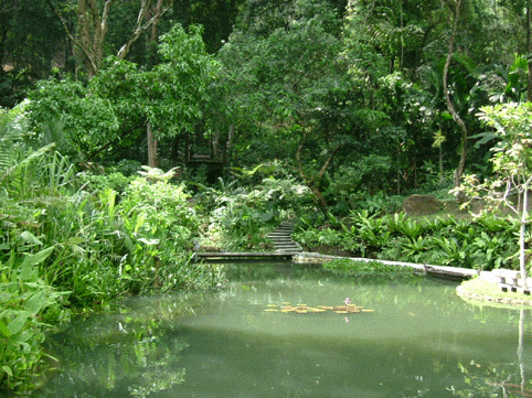 The pond at the beginning of every 'trail'.