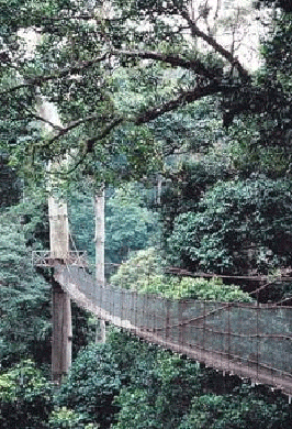 Canopy Walk in Taman Negara.